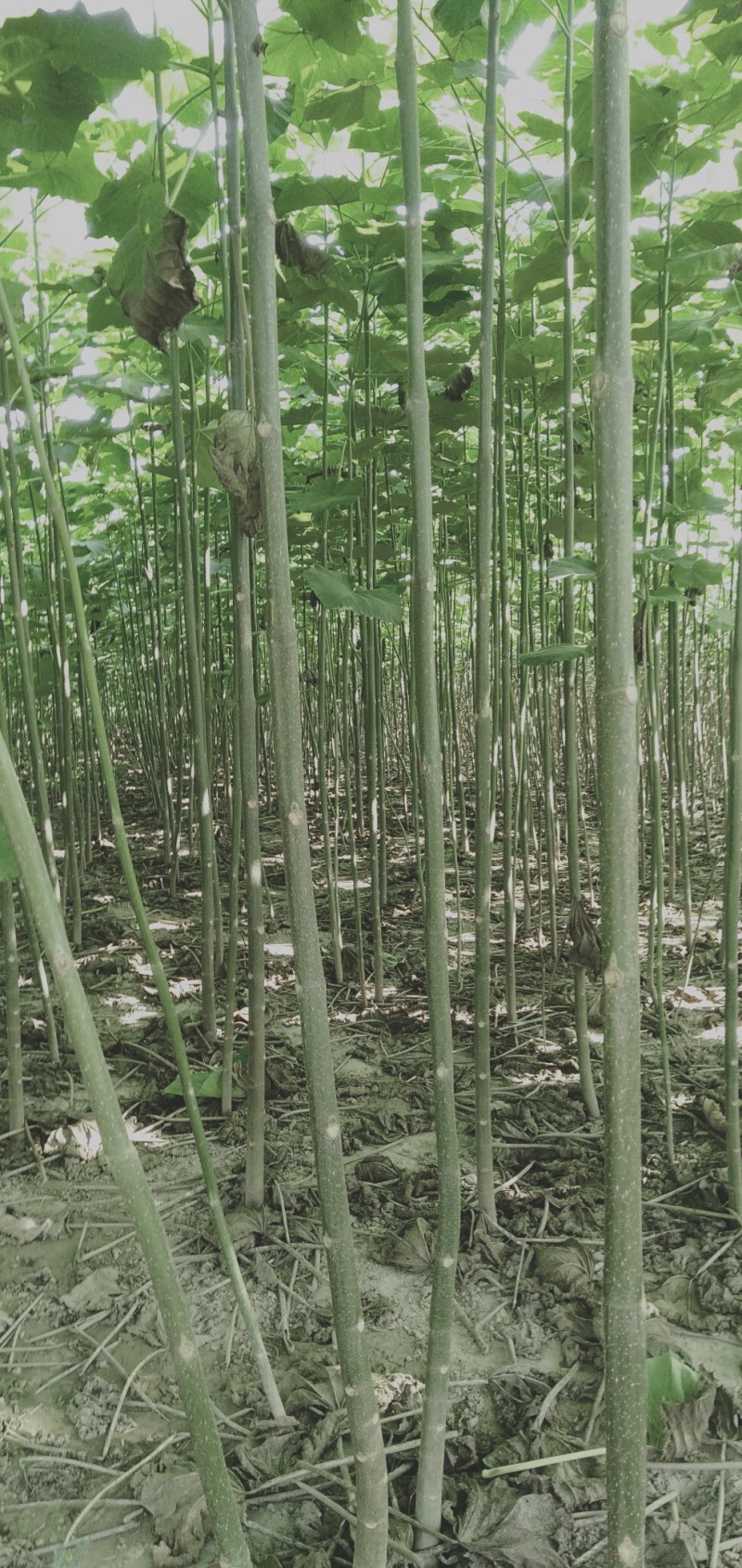 农场直销泡桐树苗，泡桐树种根及各种规格泡桐树。