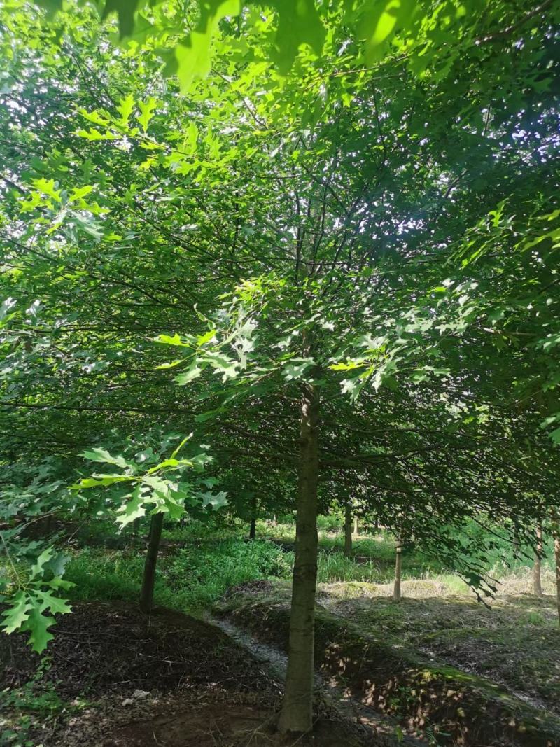 北美红橡，红橡树，美国红橡树，千亩苗圃基地规格齐全
