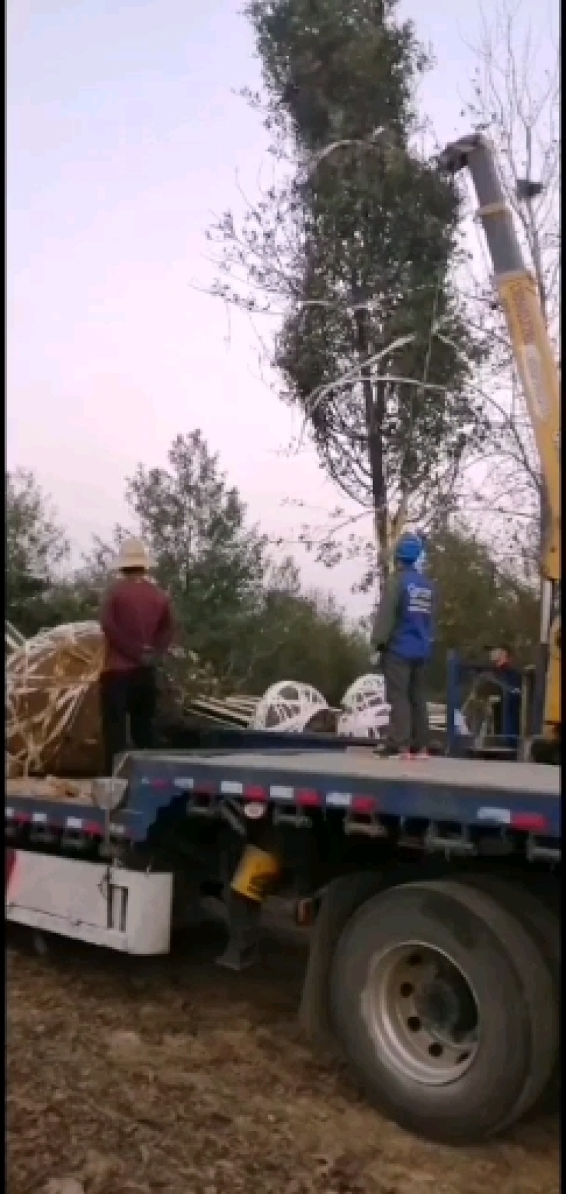 北美红橡，红橡树，美国红橡树，千亩苗圃基地规格齐全