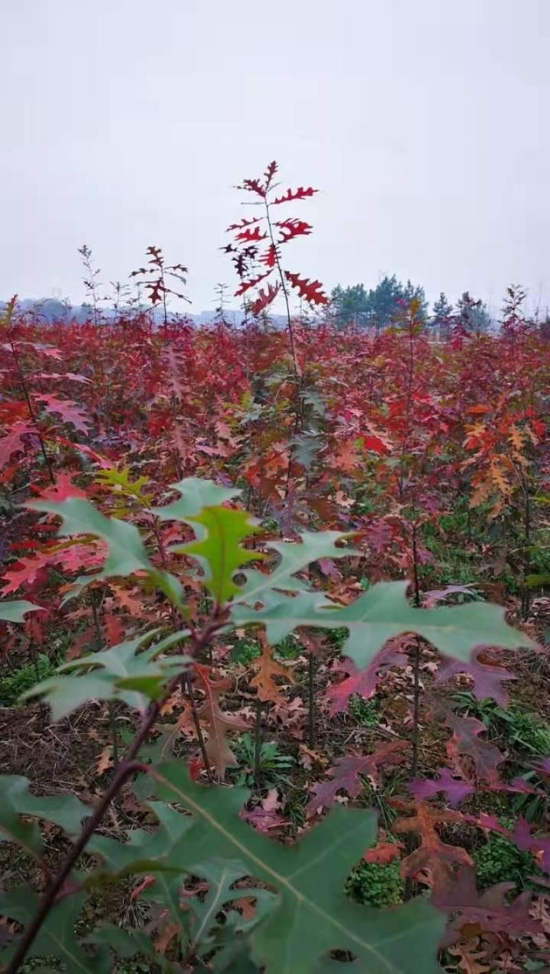 北美红橡，红橡树，美国红橡树，千亩苗圃基地规格齐全