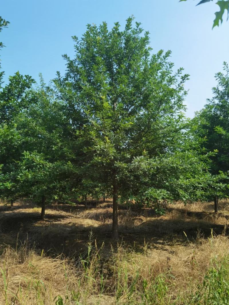 北美红橡，红橡树，美国红橡树，千亩苗圃基地规格齐全