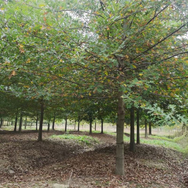 北美红橡，红橡树，美国红橡树，千亩苗圃基地规格齐全