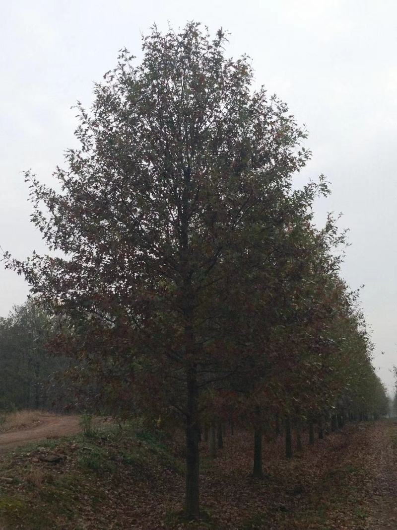 北美红橡，红橡树，美国红橡树，千亩苗圃基地规格齐全