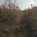 北美红橡，红橡树，美国红橡树，千亩苗圃基地规格齐全