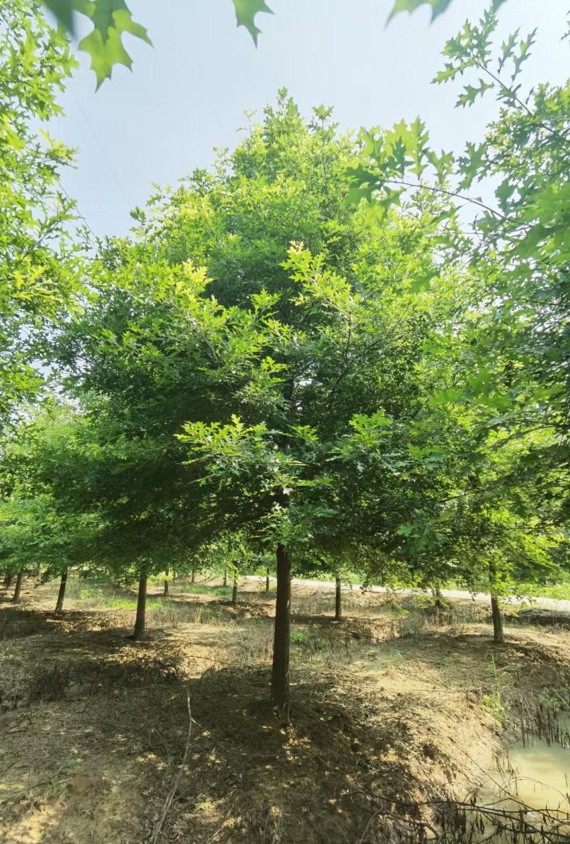 北美红橡，红橡树，美国红橡树，千亩苗圃基地规格齐全