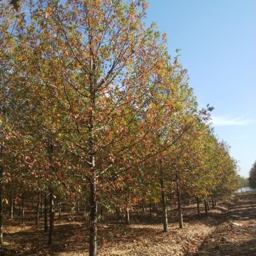 北美红橡，红橡树，美国红橡树，千亩苗圃基地规格齐全
