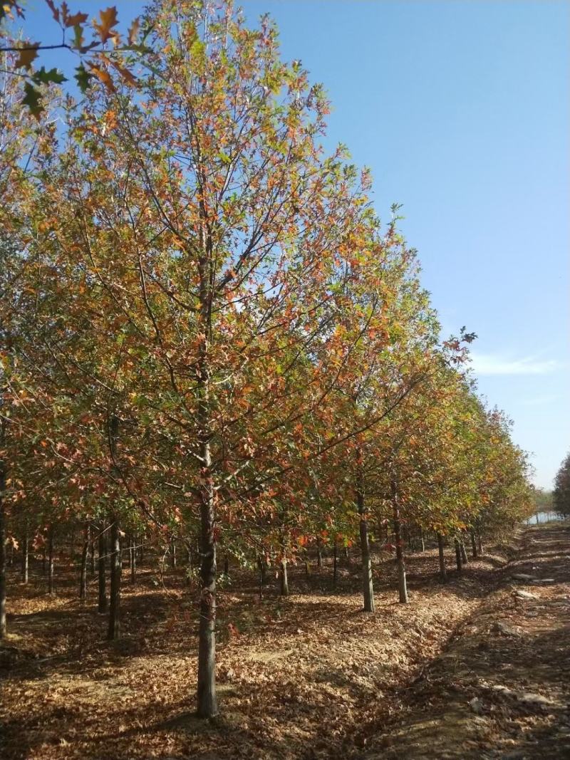 北美红橡，红橡树，美国红橡树，千亩苗圃基地规格齐全