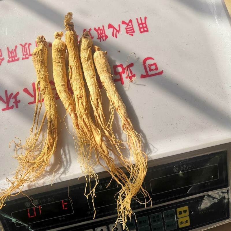长白山人参八年人参白参生晒参野生人参干参东北园参泡酒煲汤