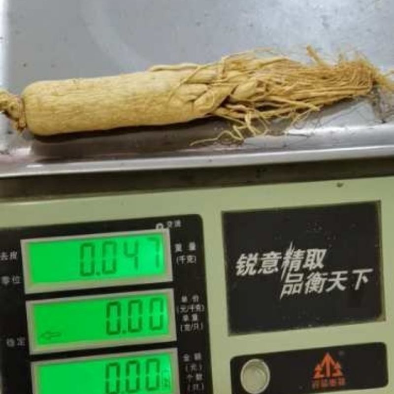 长白山人参八年人参白参生晒参野生人参干参东北园参泡酒煲汤
