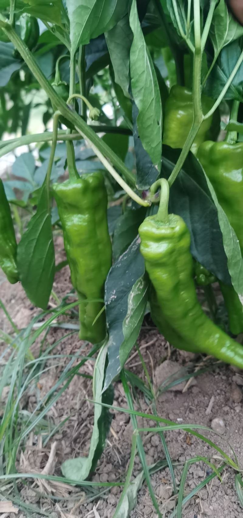 河南沈丘千亩大棚种植基地，有黄皮椒，301.线椒，等