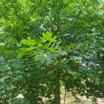 娜塔莉，千亩娜塔栎基地，规格齐全，量大优惠