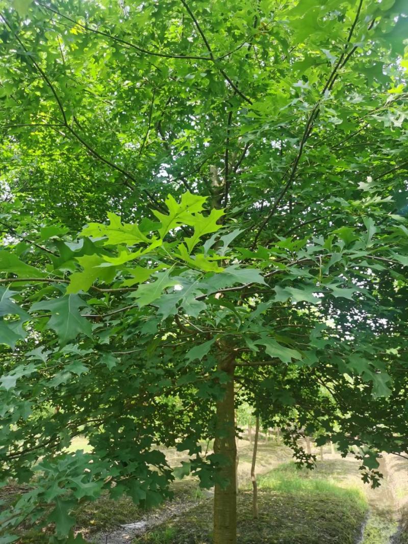 娜塔莉，千亩娜塔栎基地，规格齐全，量大优惠