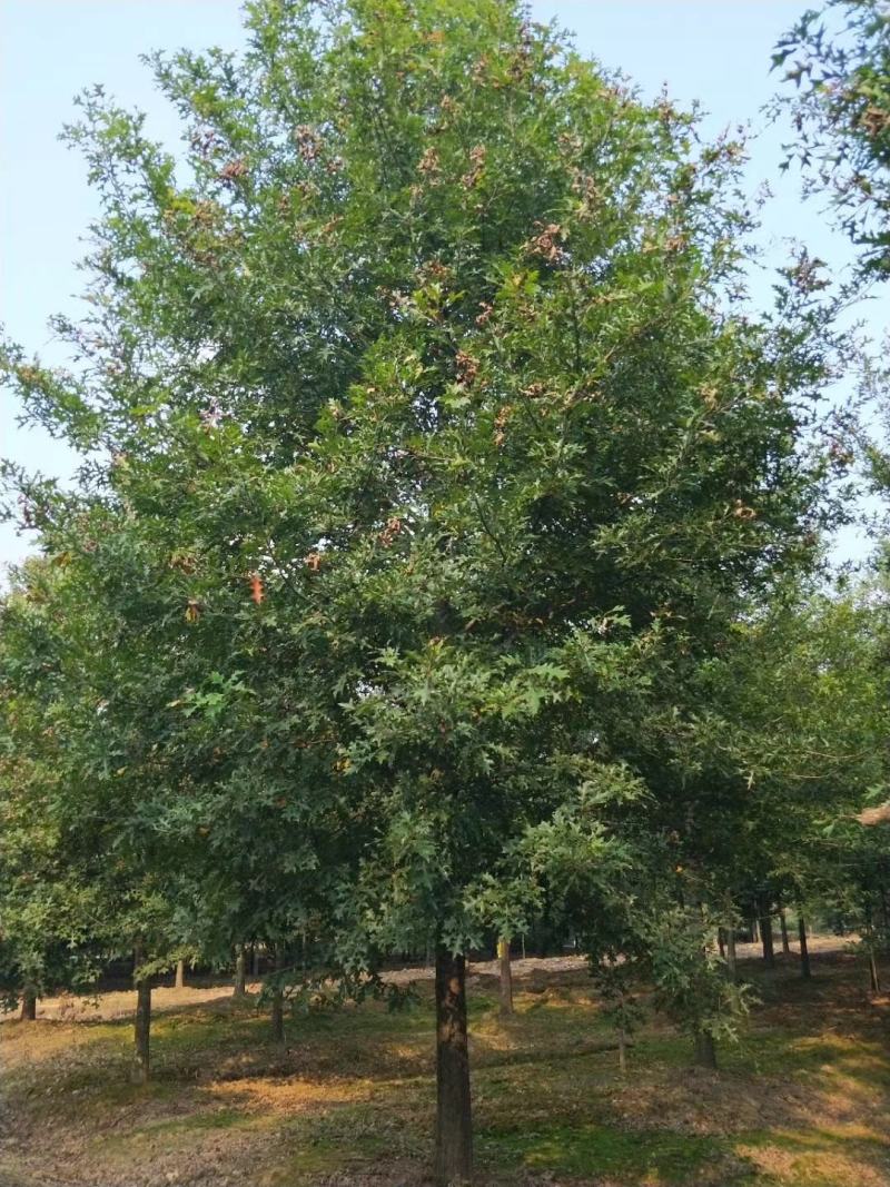 娜塔莉，千亩娜塔栎基地，规格齐全，量大优惠