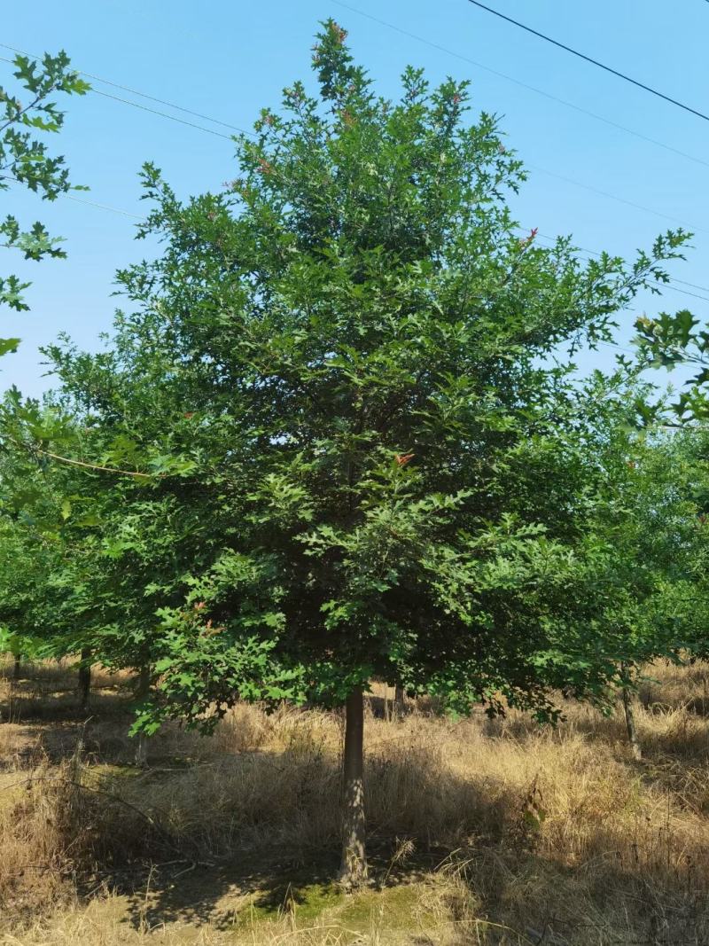 娜塔莉，千亩娜塔栎基地，规格齐全，量大优惠