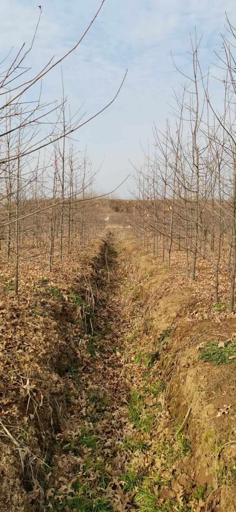 娜塔莉，千亩娜塔栎基地，规格齐全，量大优惠