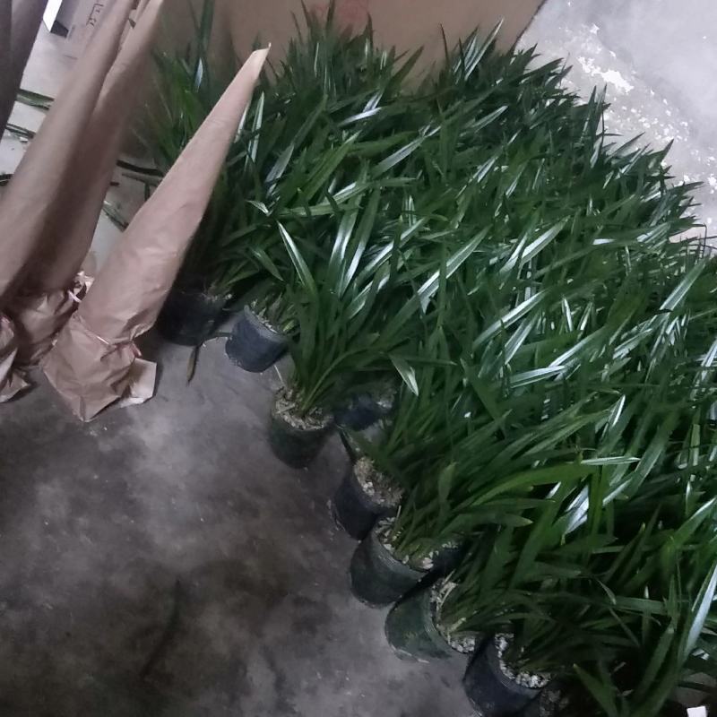 广州兰花，企黑墨兰，四季兰，杂交兰，建兰基地直销