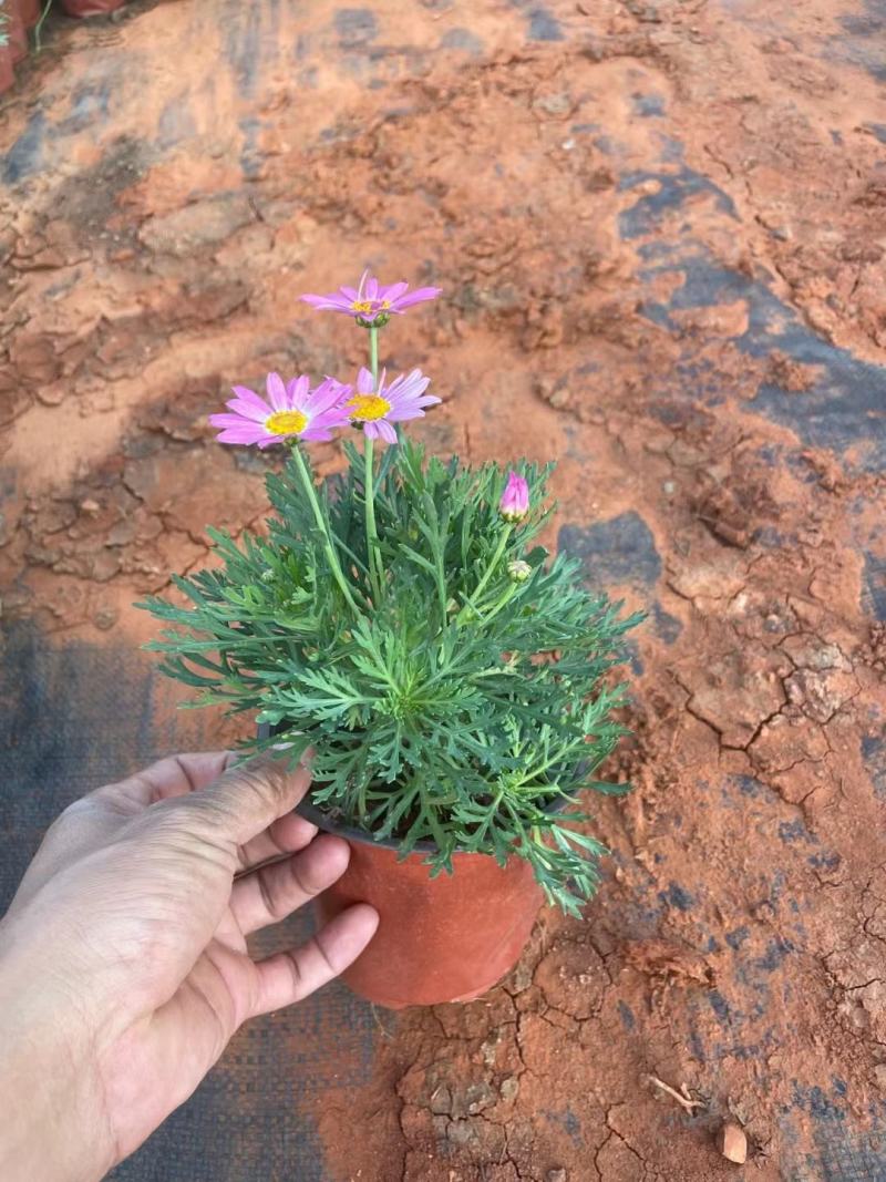 红盆玛格丽特，双色盆玛格丽特，观赏花卉，玛格丽特，