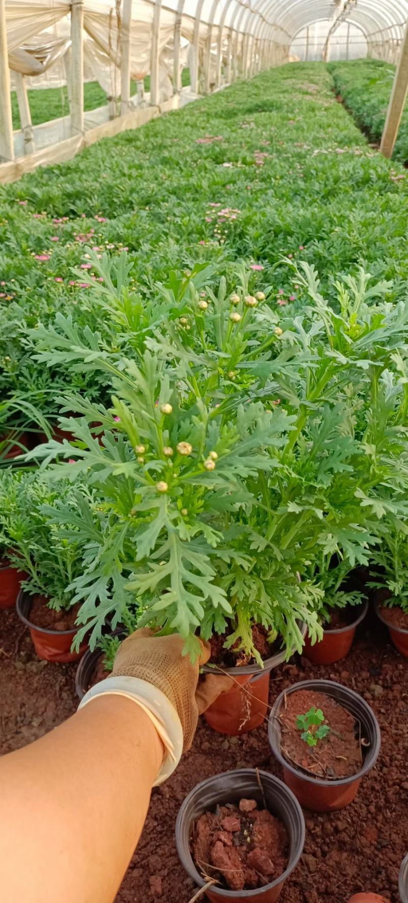 红盆玛格丽特，双色盆玛格丽特，观赏花卉，玛格丽特，