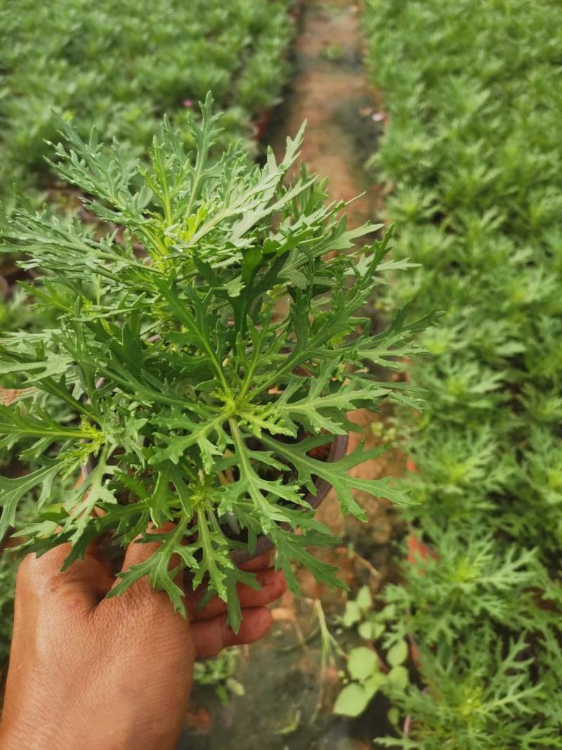 红盆玛格丽特，双色盆玛格丽特，观赏花卉，玛格丽特，