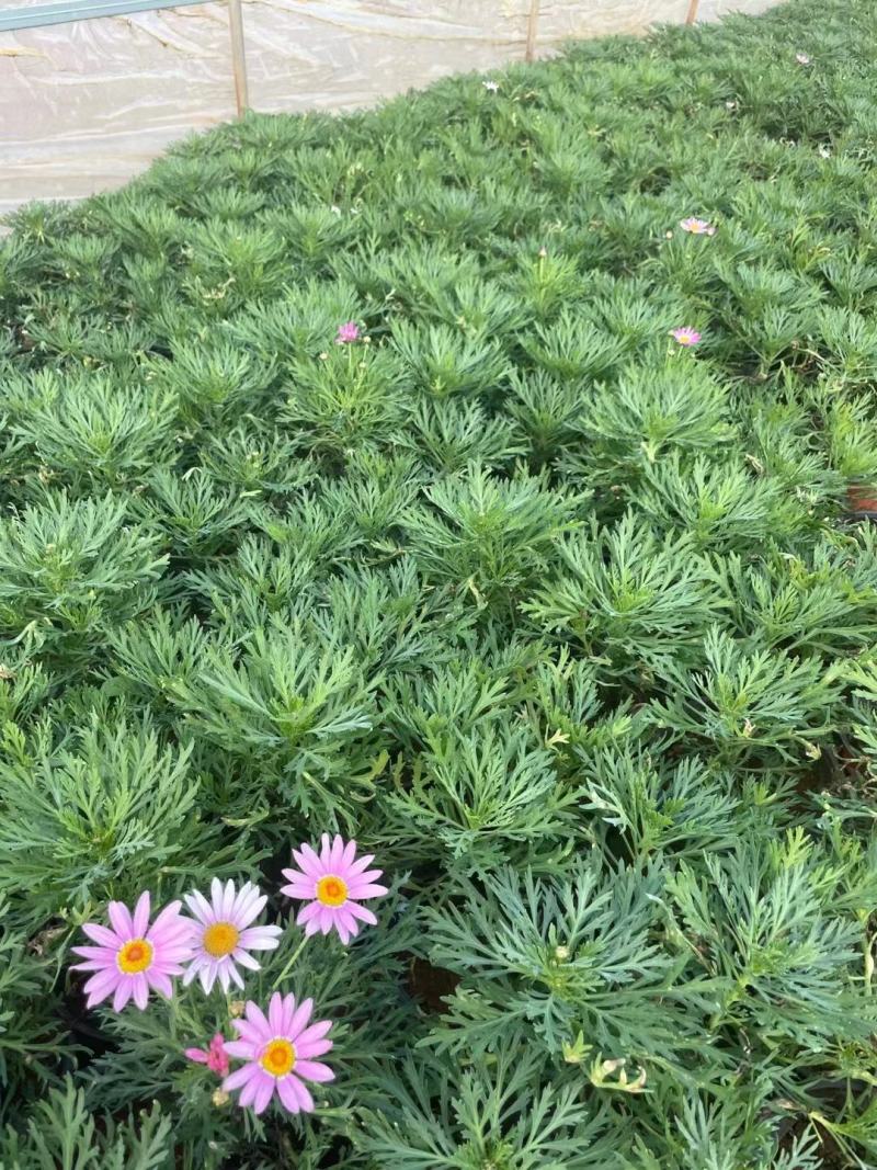 红盆玛格丽特，双色盆玛格丽特，观赏花卉，玛格丽特，
