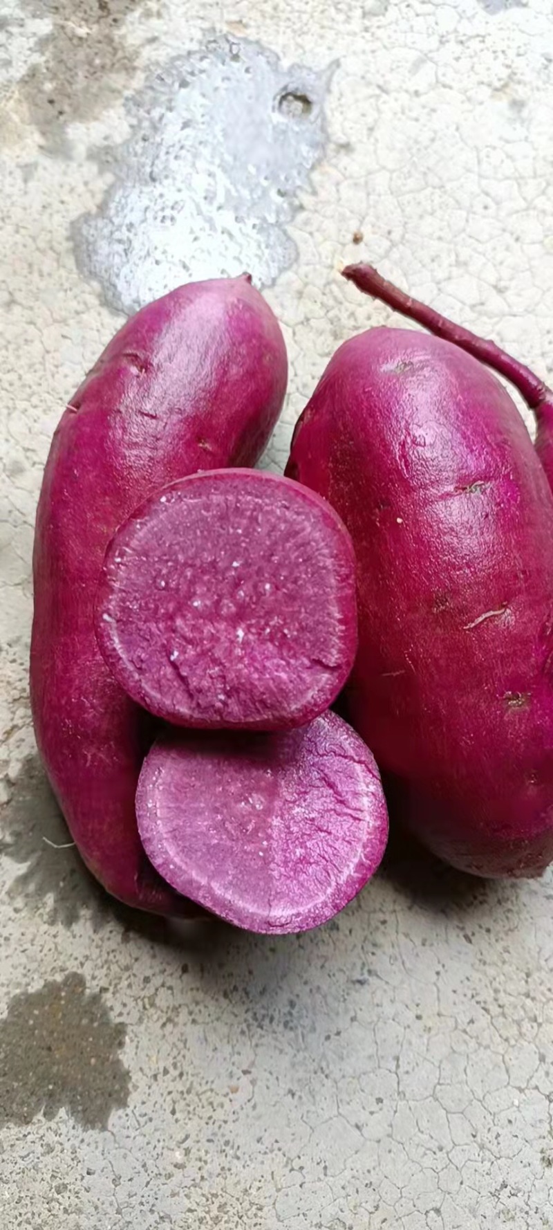 优质小花叶番薯