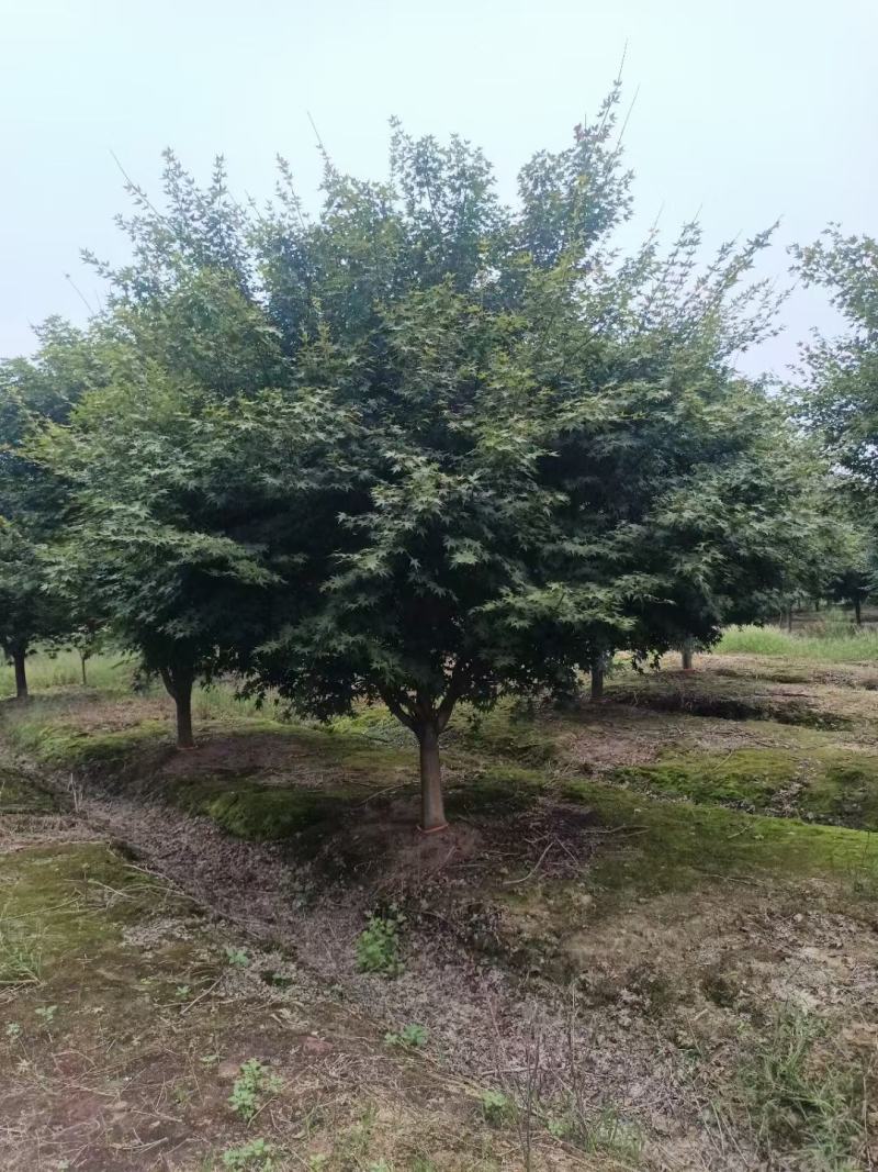 鸡爪槭，小叶鸡爪槭，300亩鸡爪槭基地规格齐全，价优