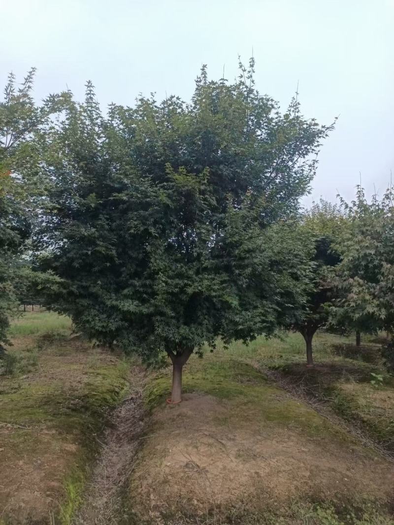 鸡爪槭，小叶鸡爪槭，300亩鸡爪槭基地规格齐全，价优