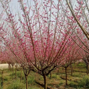 红梅，精品红梅，大小规格齐全，量大，定植移栽苗