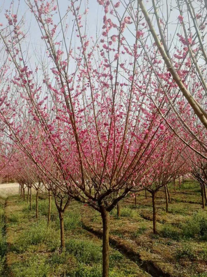 红梅，精品红梅，大小规格齐全，量大，定植移栽苗