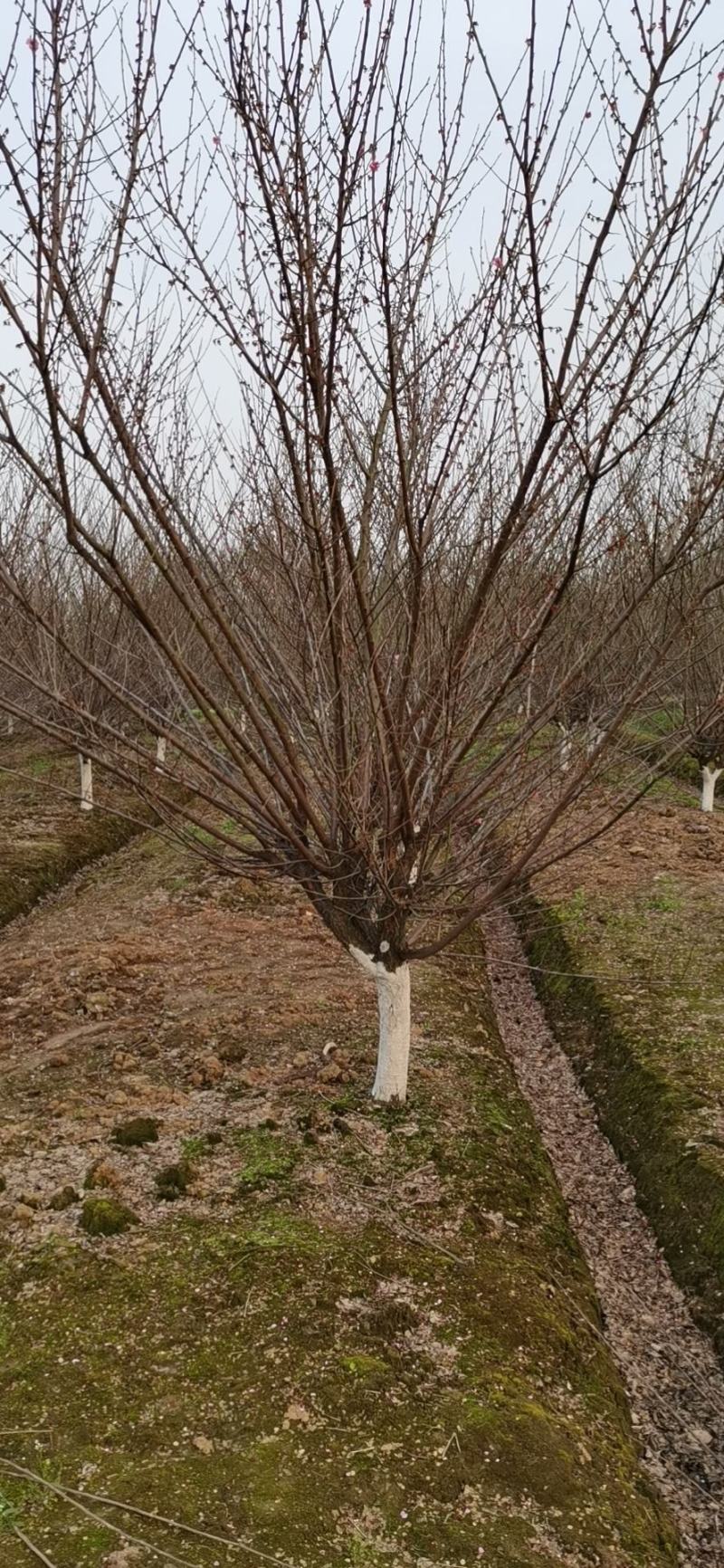 红梅，精品红梅，大小规格齐全，量大，定植移栽苗