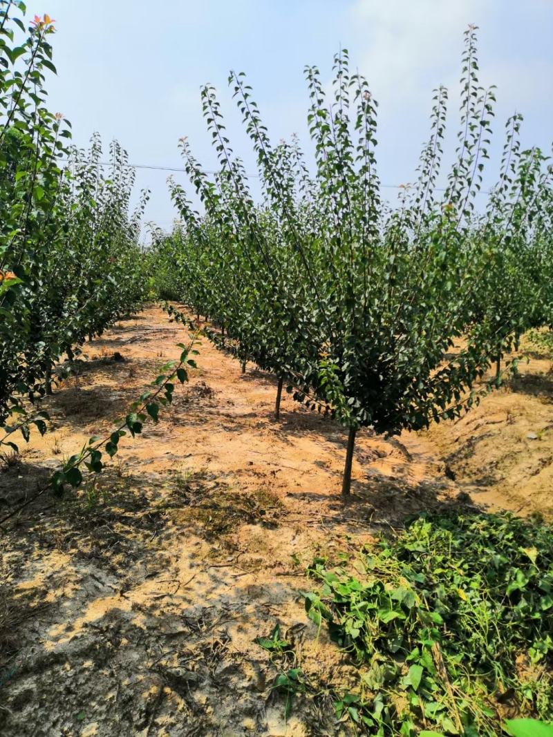 红梅，精品红梅，大小规格齐全，量大，定植移栽苗