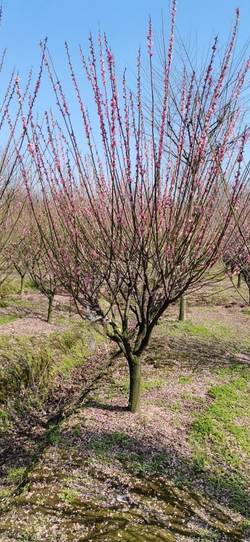 红梅，精品红梅，大小规格齐全，量大，定植移栽苗