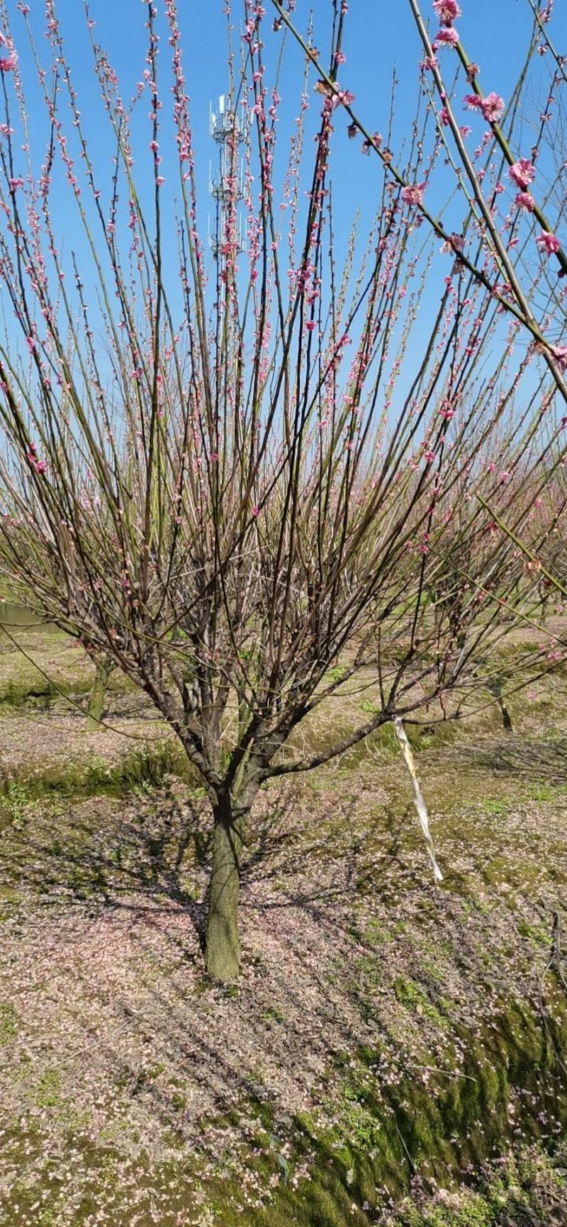 红梅，精品红梅，大小规格齐全，量大，定植移栽苗