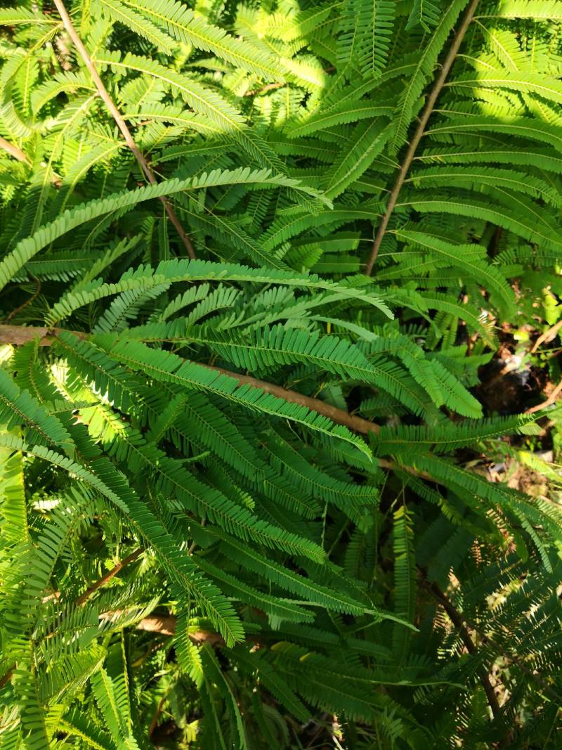 余甘果嫁接滇橄榄苗自家种植一手货源