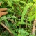 余甘果嫁接滇橄榄苗自家种植一手货源