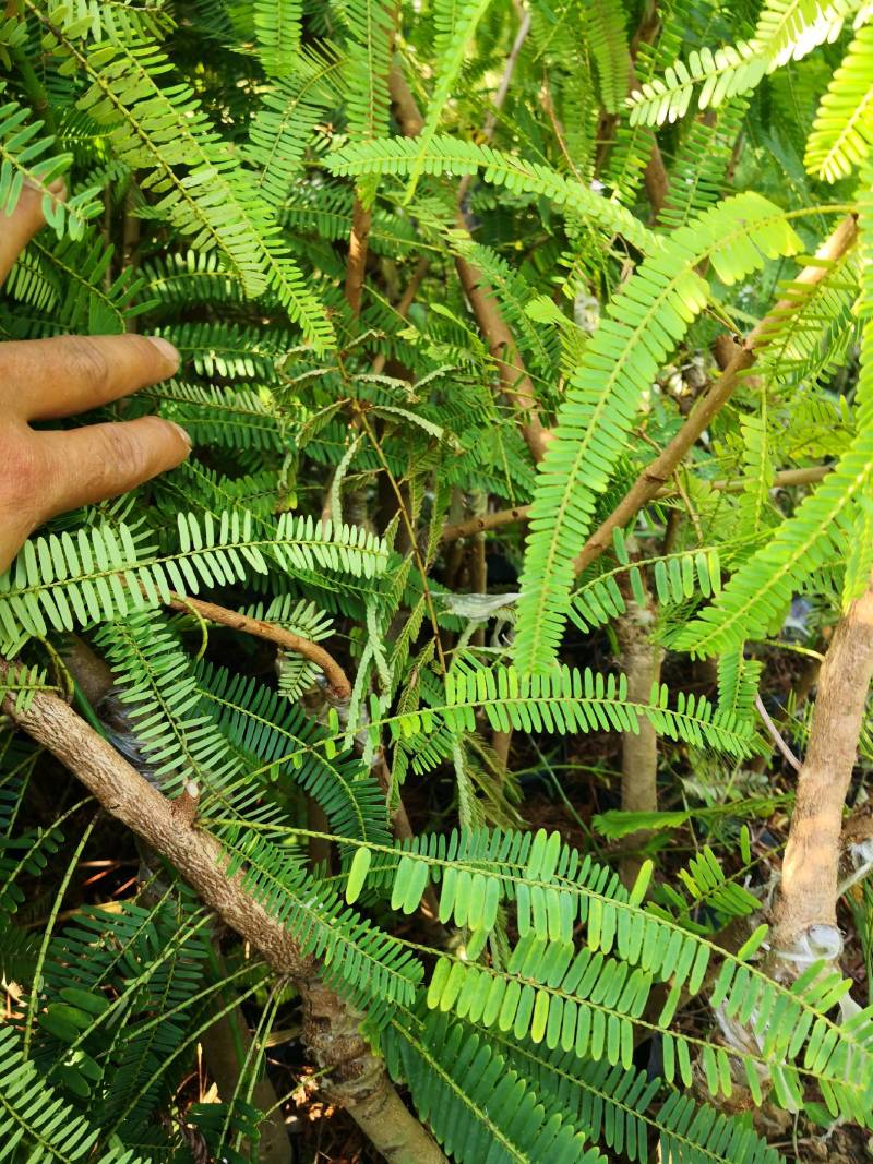余甘果嫁接滇橄榄苗自家种植一手货源