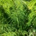 余甘果嫁接滇橄榄苗自家种植一手货源
