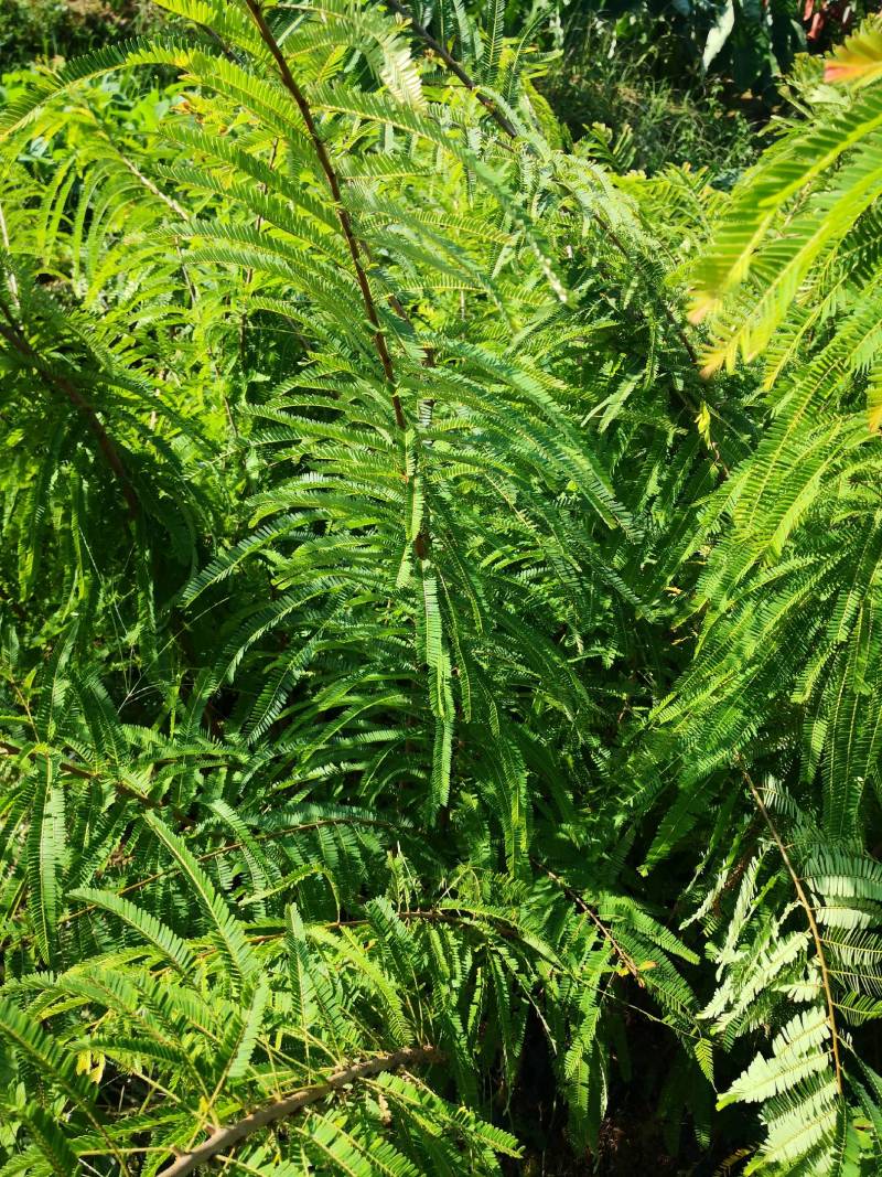 余甘果嫁接滇橄榄苗自家种植一手货源