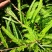 余甘果嫁接滇橄榄苗自家种植一手货源