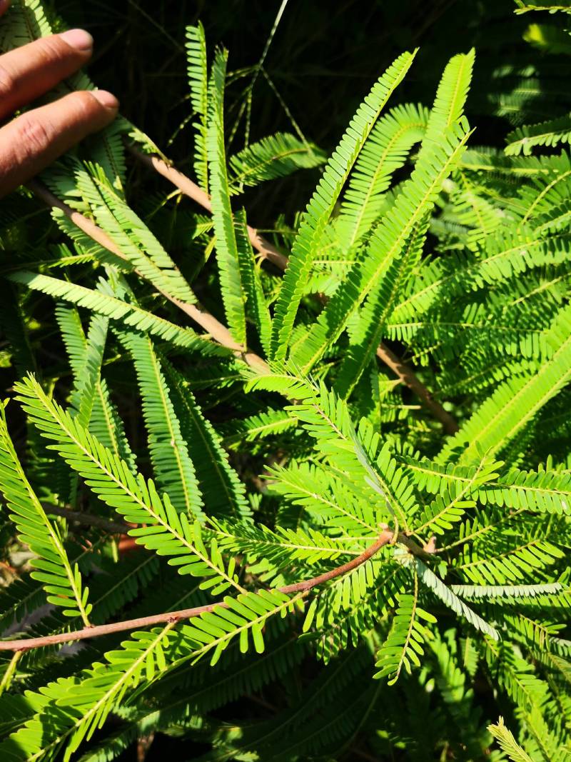 余甘果嫁接滇橄榄苗自家种植一手货源