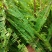 余甘果嫁接滇橄榄苗自家种植一手货源