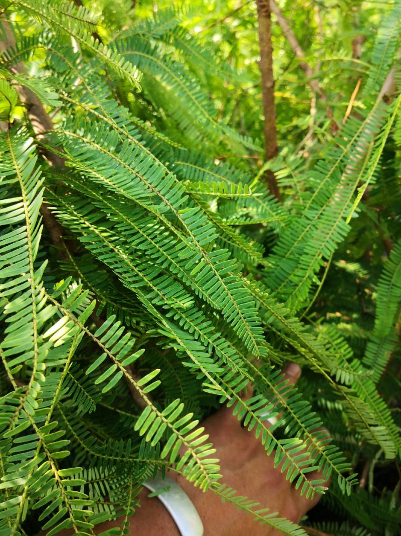 余甘果嫁接滇橄榄苗自家种植一手货源