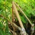 余甘果嫁接滇橄榄苗自家种植一手货源