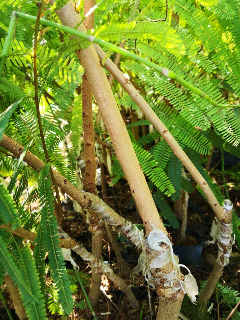 余甘果嫁接滇橄榄苗自家种植一手货源