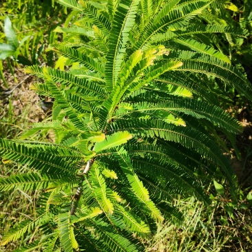 余甘果嫁接滇橄榄苗自家种植一手货源