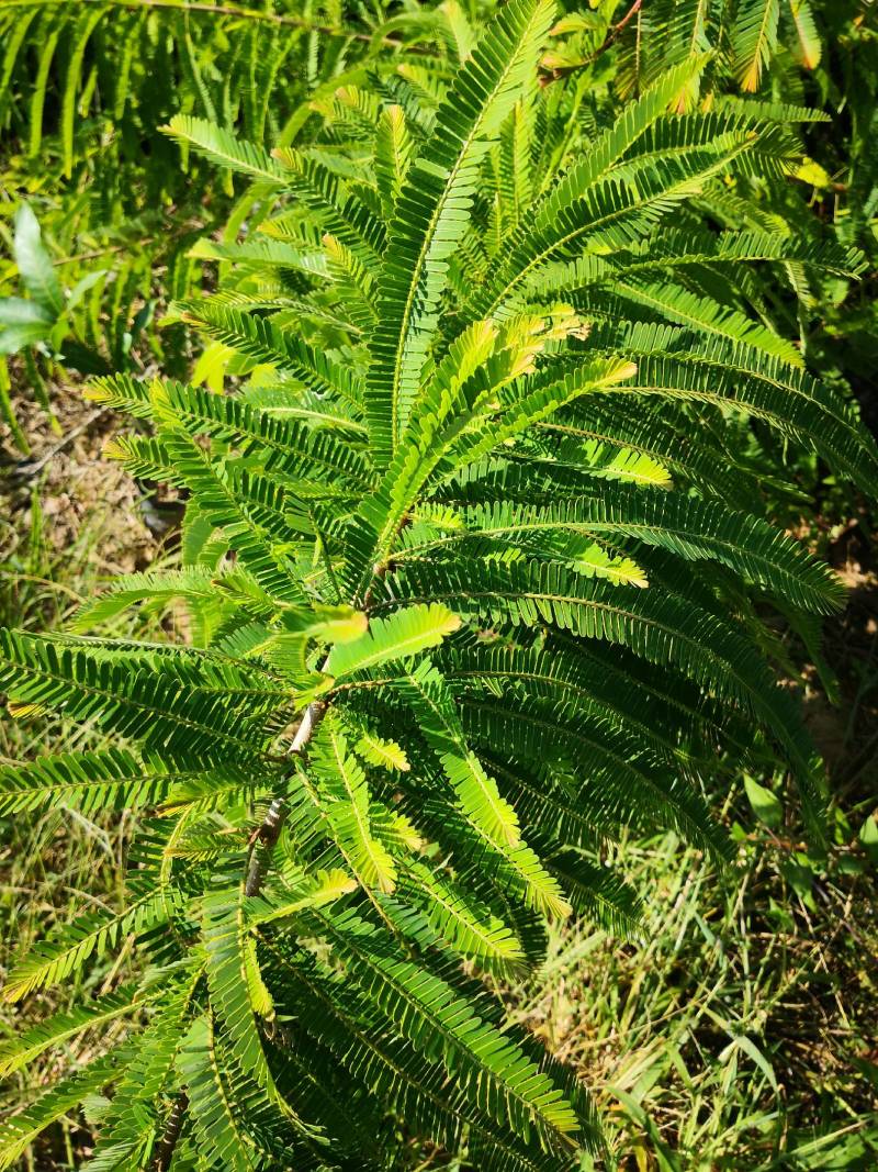 余甘果嫁接滇橄榄苗自家种植一手货源