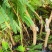余甘果嫁接滇橄榄苗自家种植一手货源