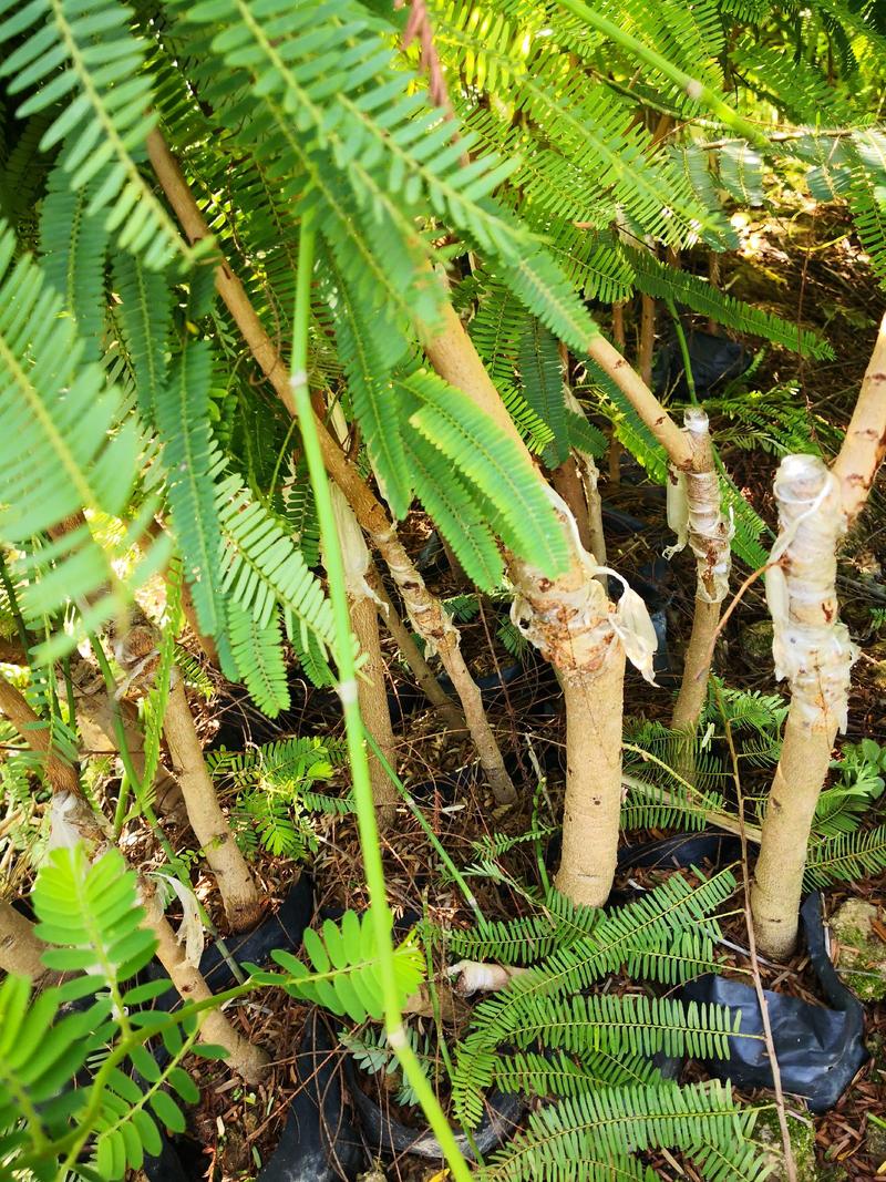 余甘果嫁接滇橄榄苗自家种植一手货源