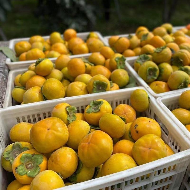 【柿子】广西脆柿子冰糖甜柿现摘新鲜水果产地直发新鲜水果