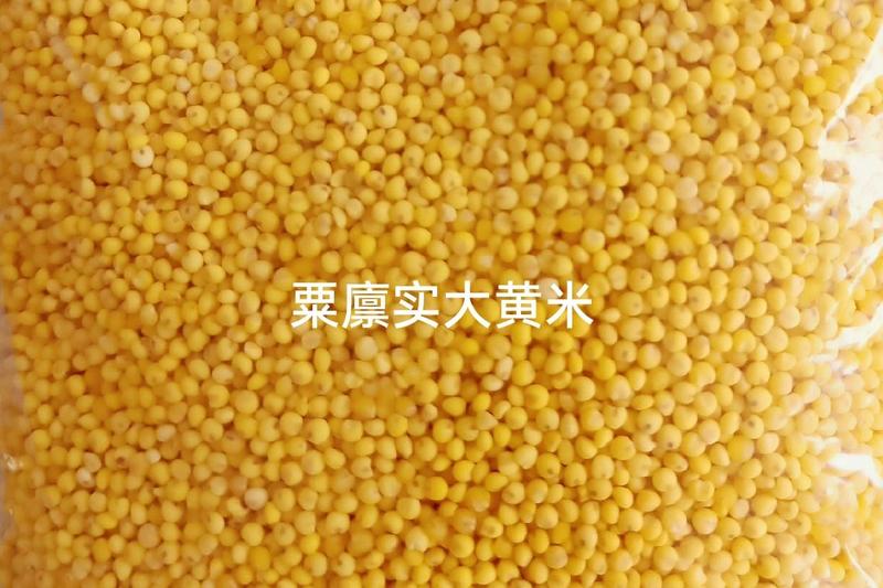 2023大黄米颜色鲜黄黏稠度高米香味浓常年供货